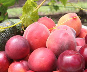 Ripe peaches and avocadoes